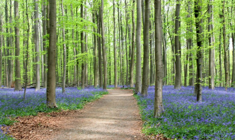 Keliautojų klubas šį sekmadienį: Žydi jacintai ir visas Halės miškas pasidengė mėlynu kilimu!