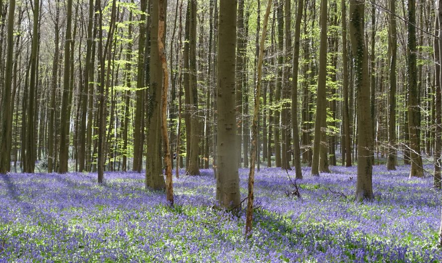 Balandžio 23d. keliautojų klubas kviečia į Halės mišką pasidžiaugti hiacintų žydėjimu