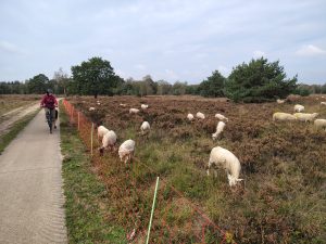Žygis dviračiais Kempeno regione @ Automobilių stovėjimo aikštelė P2 | Lommel | Vlaanderen | Belgija
