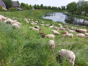 Ottoland, Nyderlandai