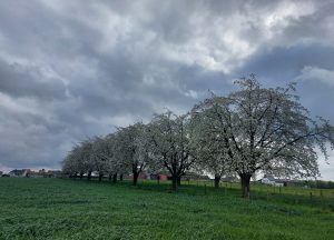 Dviračiais po žydinčius sodus